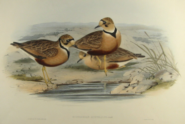 John Gould Mammals of Australia